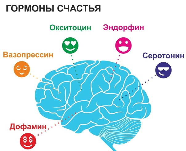 Счастье на конце нейрона: дофамин и серотонин - Vivaherb.ru